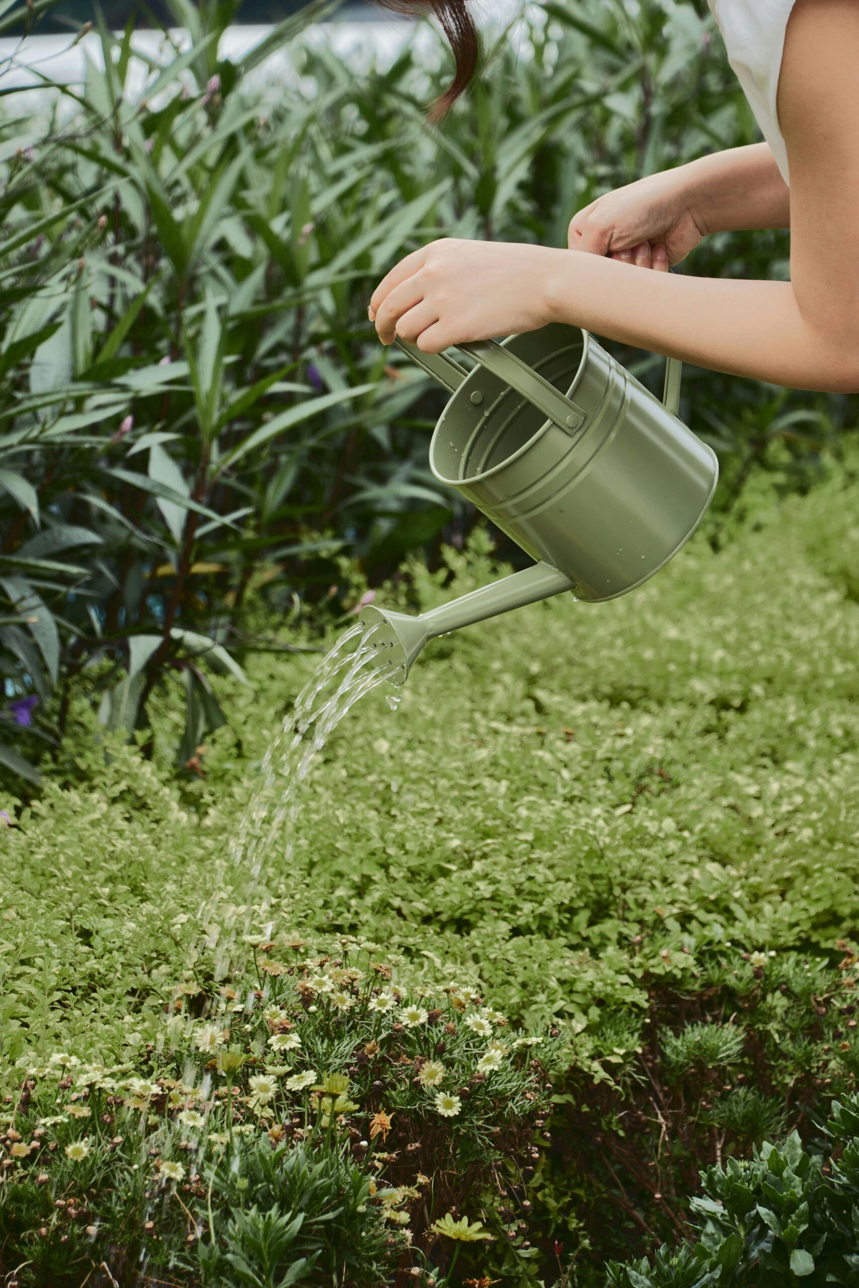 A woman watering lush green plants with a can in a garden setting.